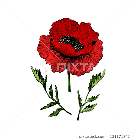 Isolated blooming poppy flower with leaves. Floral hand drawn art ornament. Doodle style. Vector illustration. Simple minimalistic nature element Isolated blooming poppy flower with leaves. Floral hand drawn art ornament. Doodle style. Vector illustration. Simple minimalistic nature element 131171842