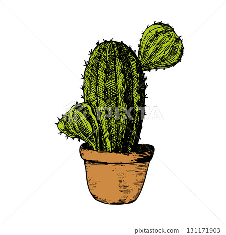 Tall succulent cactus with thorns isolated element. Vector drawing illustration for icon, game, packaging, banner. Wild west, western, cowboy concept Tall succulent cactus with thorns isolated element. Vector drawing illustration for icon, game, packaging, banner. Wild west, western, cowboy concept 131171903