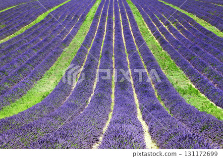 beautiful geometry of lavander' field, Valensole, Provance 131172699
