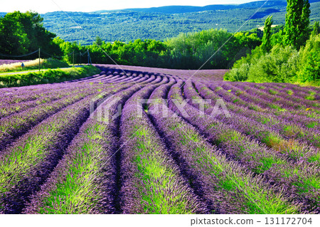 violet fields of blloming lavander in Provence violet fields of blloming lavander in Provence 131172704