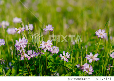 Cluster of beautiful purple blue flowers common name cranesbill of Geraniaceae family, growing in a meadow 131173161