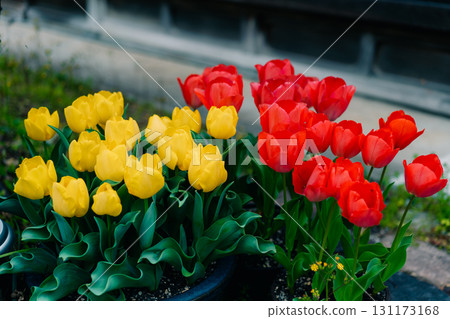 close-up of wild red and yellow tulips Tulipa gesneriana close-up of wild red and yellow tulips Tulipa gesneriana 131173168