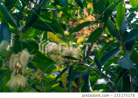 Close up Java apple flower on tree. Scientific name Syzygium Close up Java apple flower on tree. Scientific name Syzygium 131173178