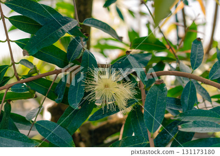 Close up Java apple flower on tree. Scientific name Syzygium Close up Java apple flower on tree. Scientific name Syzygium 131173180