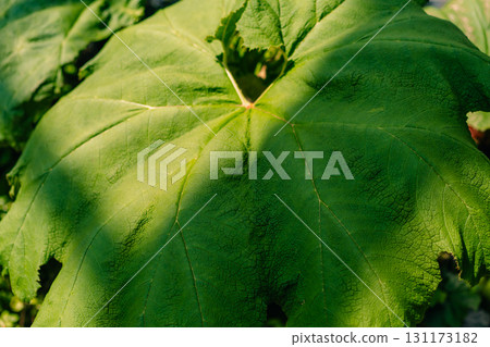 Indian Rhubarb or Umbrella Plant Darmera peltata by a Stream in a Bog Garden in japan Indian Rhubarb or Umbrella Plant Darmera peltata by a Stream in a Bog Garden in japan 131173182