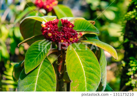 The Soka flower plant or red Ixora chinensis, commonly known as Chinese ixora flowers petal The Soka flower plant or red Ixora chinensis, commonly known as Chinese ixora flowers petal 131173210