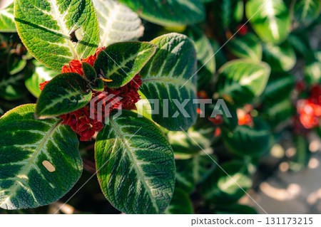 The Soka flower plant or red Ixora chinensis, commonly known as Chinese ixora flowers petal The Soka flower plant or red Ixora chinensis, commonly known as Chinese ixora flowers petal 131173215