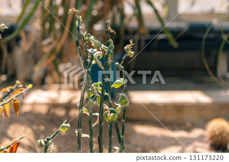 Western Australian Wildflowers - The critically endangered Wongan Cactus Daviesia Euphorbioides 131173220