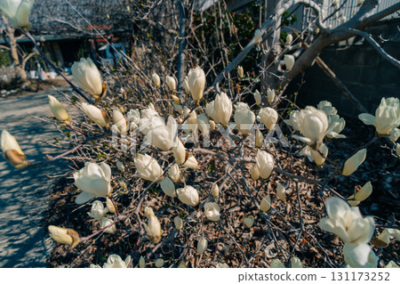 white magnolia in full bloom in japanese spring 131173252
