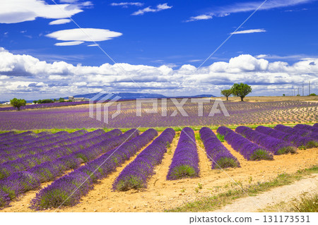 violet fields of blooming lavender in Provence, France violet fields of blooming lavender in Provence, France 131173531