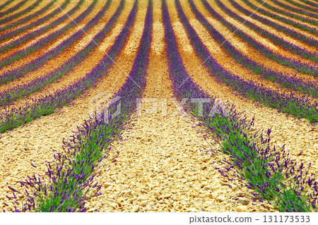 beautiful geometry of lavander' field, Valensole, Provance beautiful geometry of lavander' field, Valensole, Provance 131173533