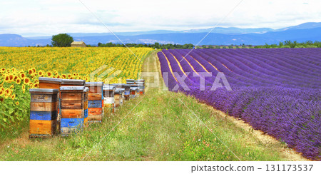 Provence, France - fields of lavender and sunflowers with beehive 131173537