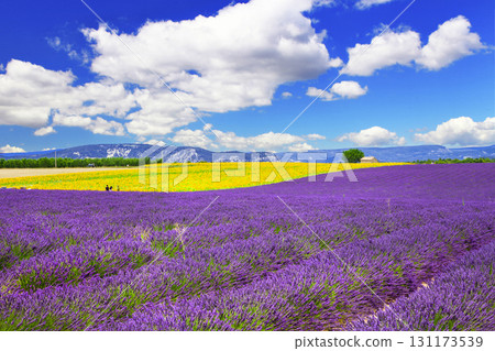 violet fields of blooming lavender in Provence, France violet fields of blooming lavender in Provence, France 131173539