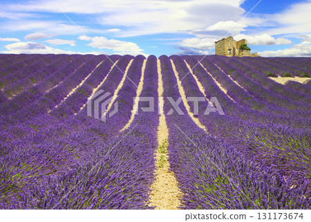 beautiful lavender fields, Provence, valencole, France beautiful lavender fields, Provence, valencole, France 131173674