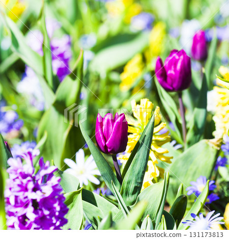 spring in Holland - blooming tulips flowers spring in Holland - blooming tulips flowers 131173813