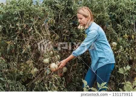 Farmer inspecting tomatoes with blight in greenhouse 131173911