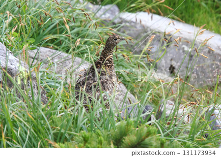A ptarmigan photographed on Mt. Norikura A ptarmigan photographed on Mt. Norikura 131173934