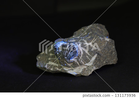 Shell fossil on black background 131173936