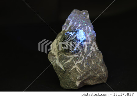 在黑色背景上的貝殼化石 131173937