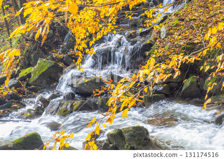 Cascading Water Through Autumnal Foliage: A picturesque scene of flowing stream and vibrant fall leaves. The Mala Fatra national park in Slovakia, Europe. Cascading Water Through Autumnal Foliage: A picturesque scene of flowing stream and vibrant fall leaves. The Mala Fatra national park in Slovakia, Europe. 131174516