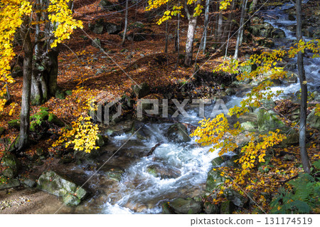 Autumn's Embrace: Golden leaves and rushing water create a vibrant, natural scene in the forest. The Mala Fatra national park in Slovakia, Europe. 131174519