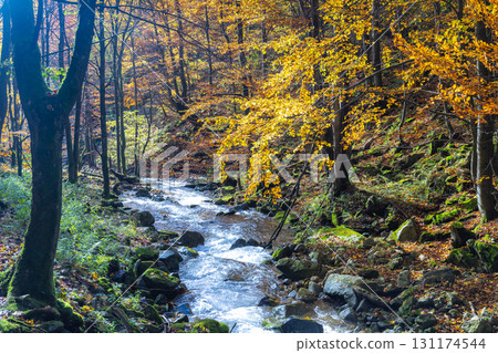 Autumn river scene: golden leaves reflect on the clear, rushing water. Peaceful forest vista. The Mala Fatra national park in Slovakia, Europe. Autumn river scene: golden leaves reflect on the clear, rushing water. Peaceful forest vista. The Mala Fatra national park in Slovakia, Europe. 131174544