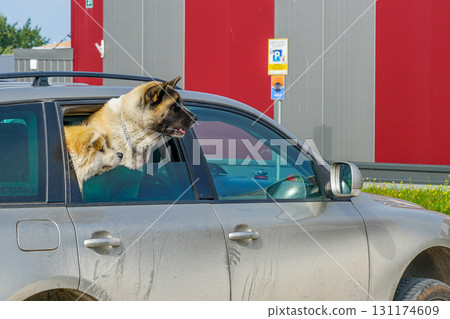 Two dogs waiting in car with heads out window while owner shops Two dogs waiting in car with heads out window while owner shops 131174609