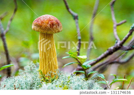 Aureoboletus projectellus mushroom growing in mossy forest with green background close-up Aureoboletus projectellus mushroom growing in mossy forest with green background close-up 131174636