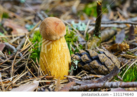 Wild bolete mushroom with thick yellow stem and brown cap growing on forest floor beside pine cone 131174640