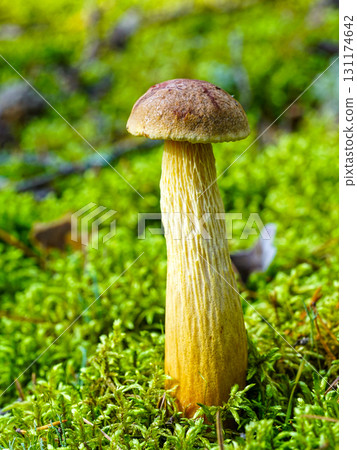 Wild mushroom with tall yellow stem and brown cap growing in lush green moss on forest floor 131174642