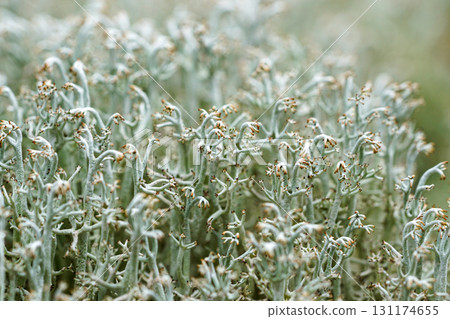 Macro close-up of Cladonia rangiferina reindeer lichen with detailed branching in natural habitat 131174655