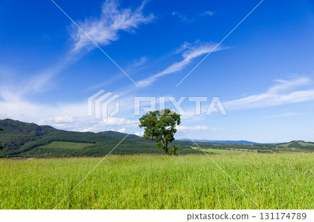 藍天和大草原 131174789