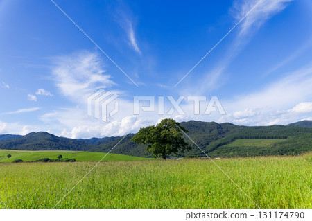 Blue sky and prairie 131174790