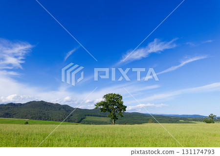 Blue sky and prairie Blue sky and prairie 131174793