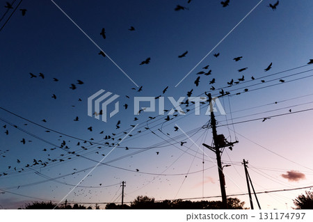 A flock of crows flying at dusk 131174797