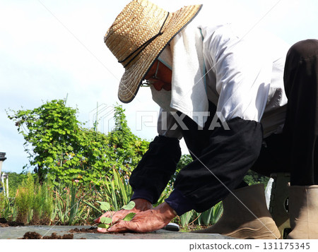 一名男子正在種植高麗菜幼苗 131175345