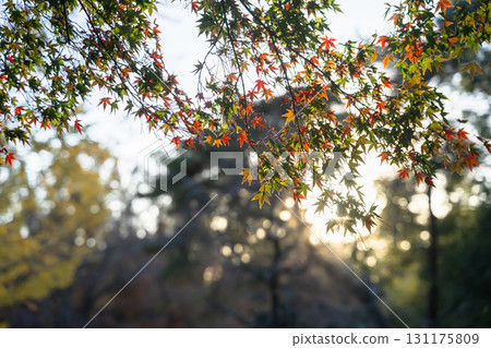 Autumn leaves illuminated by the setting sun Autumn leaves illuminated by the setting sun 131175809
