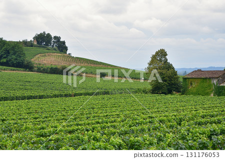 Vineyards in Saint-Emilion, Bordeaux, France (photographed on August 13, 2024, cloudy weather) 131176053