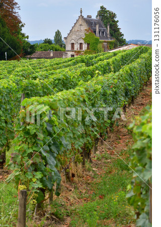 Vineyards in Saint-Emilion, Bordeaux, France (photographed on August 13, 2024, cloudy weather) Vineyards in Saint-Emilion, Bordeaux, France (photographed on August 13, 2024, cloudy weather) 131176056