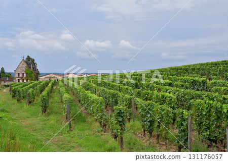 Vineyards in Saint-Emilion, Bordeaux, France (photographed on August 13, 2024, cloudy weather) 131176057