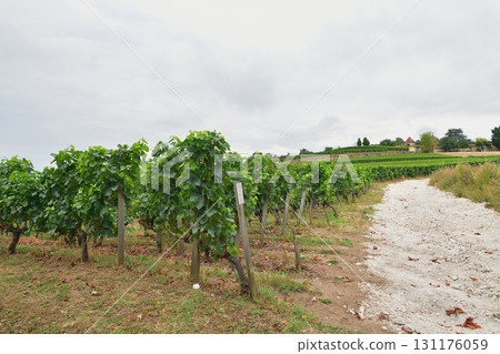 Vineyards in Saint-Emilion, Bordeaux, France (photographed on August 13, 2024, cloudy weather) 131176059