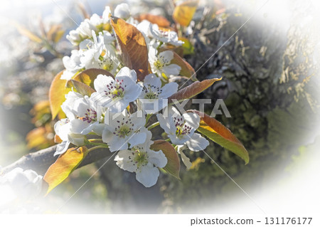 Nijisseiki梨花(鳥取縣百合濱市) Nijisseiki梨花(鳥取縣百合濱市) 131176177