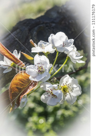 20th Century Pear Flower (Yurihama Town, Tottori Prefecture) 20th Century Pear Flower (Yurihama Town, Tottori Prefecture) 131176179