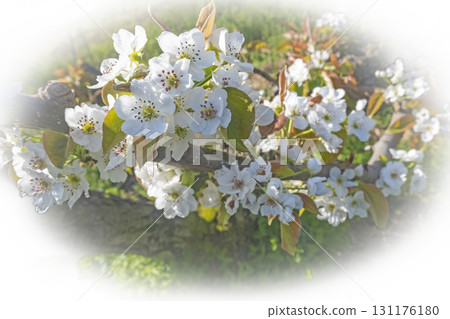 Nijisseiki梨花(鳥取縣百合濱市) Nijisseiki梨花(鳥取縣百合濱市) 131176180