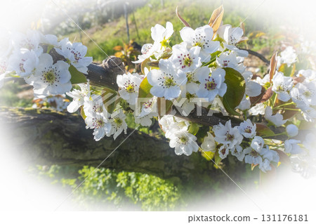 Nijisseiki梨花（鳥取縣百合濱市） 131176181