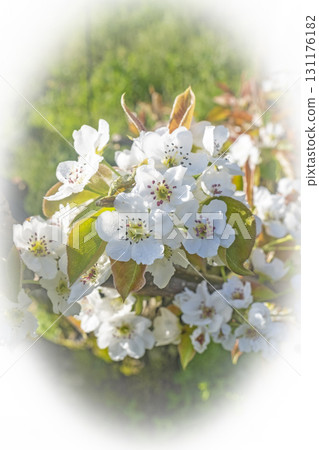20th Century Pear Flower (Yurihama Town, Tottori Prefecture) 131176182