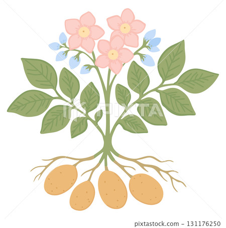 Blooming potato. Vector isolated illustration Blooming potato. Vector isolated illustration 131176250