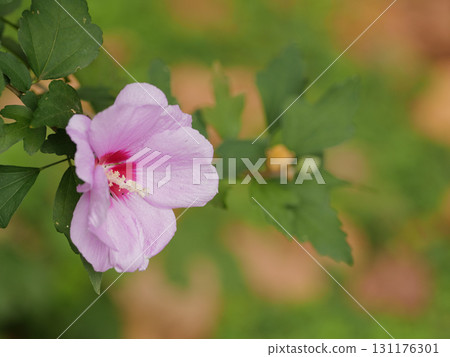 Pink Rose of Sharon flowers blooming in autumn Pink Rose of Sharon flowers blooming in autumn 131176301