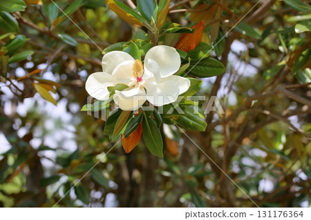 Refreshing Magnolia grandiflora flowers 131176364