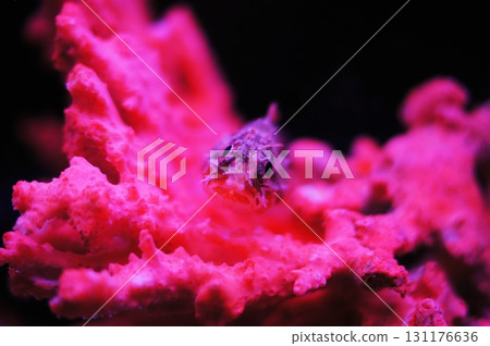 Scorpion fish 131176636